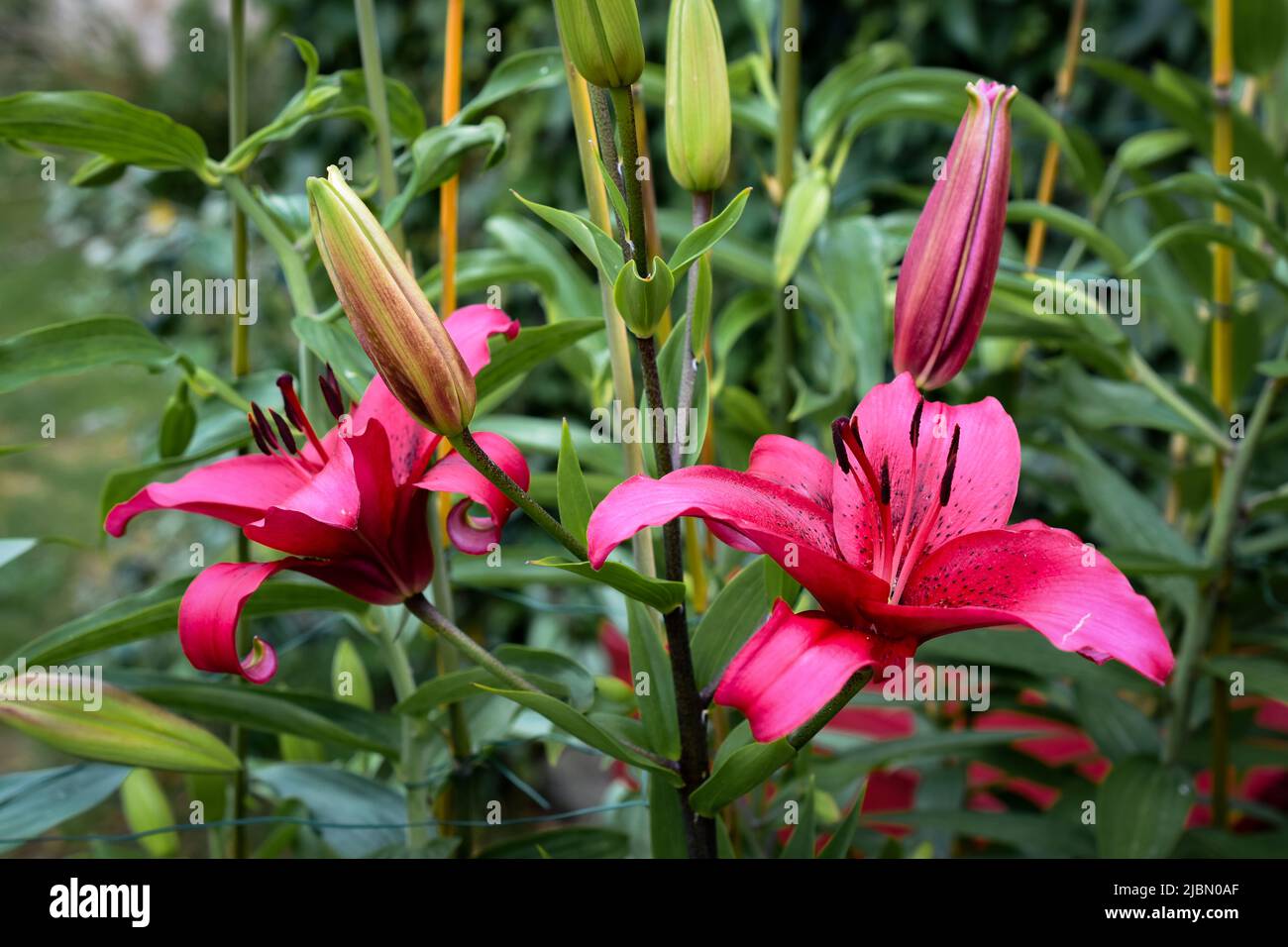 Lys November Rain (jardin du ruisseau de l'église 2022) Banque D'Images