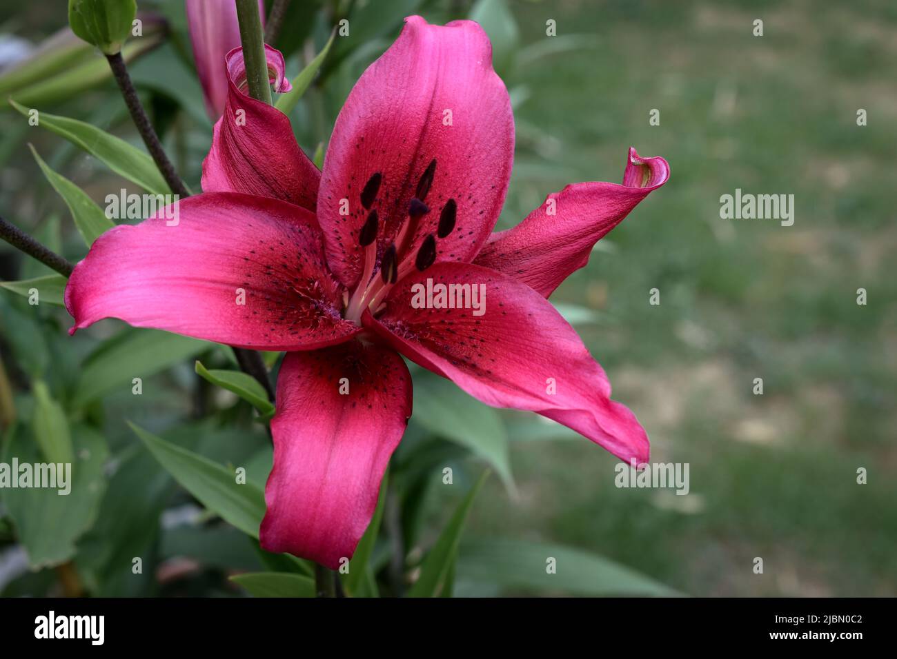 Lys November Rain (jardin du ruisseau de l'église 2022) Banque D'Images