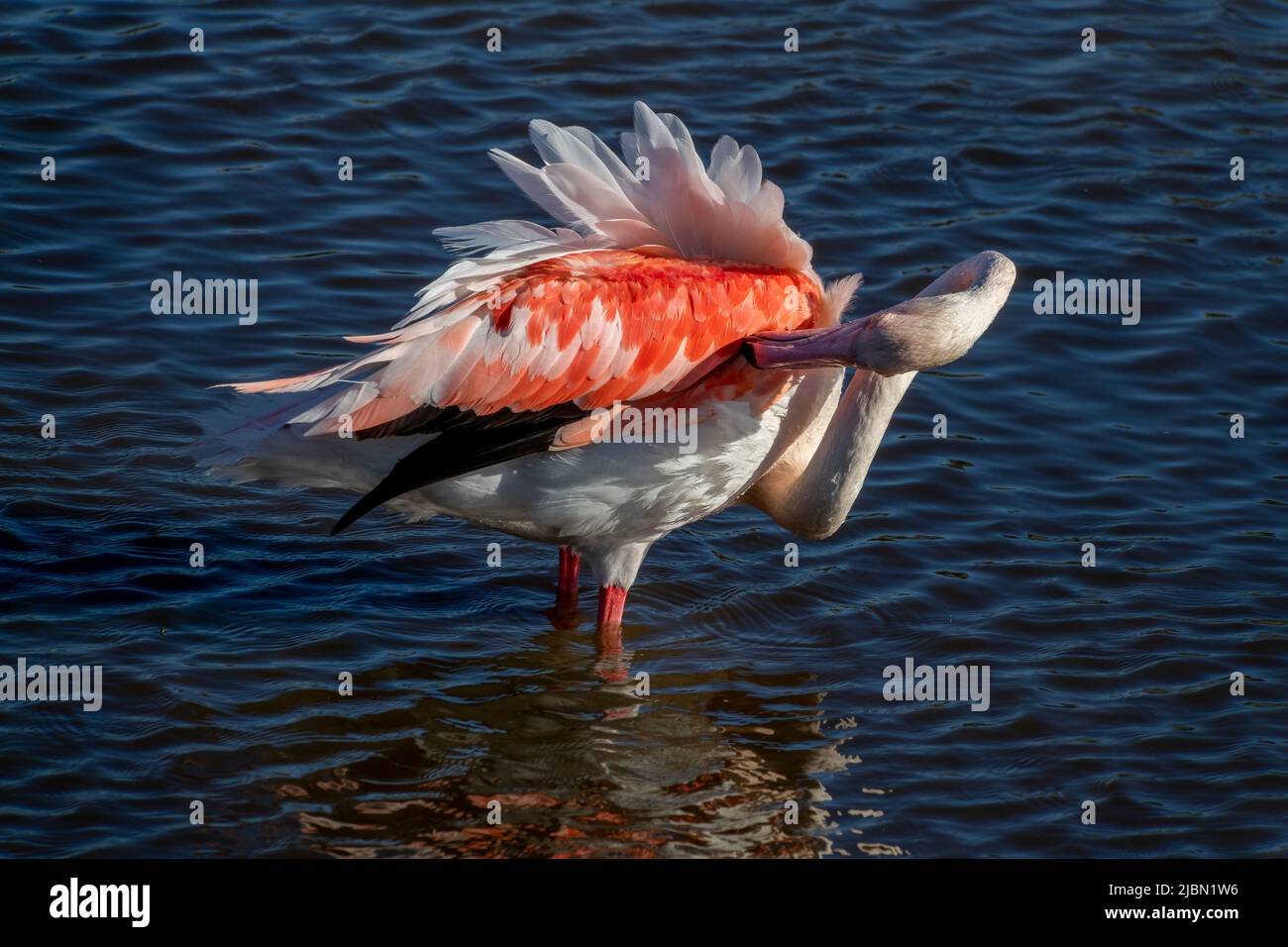 Gros plan d'un grand Flamingo (Phoenicopterus roseus) montrant la plume rose vif de son aile dans la Camargue, Bouches du Rhône, Sud de la France Banque D'Images