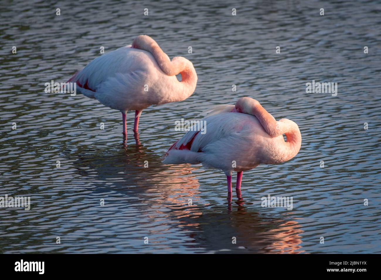 Gros plan de deux grands Flamingos (Phoenicopterus roseus) dormant dans la Camargue, Bouches du Rhône, Sud de la France Banque D'Images