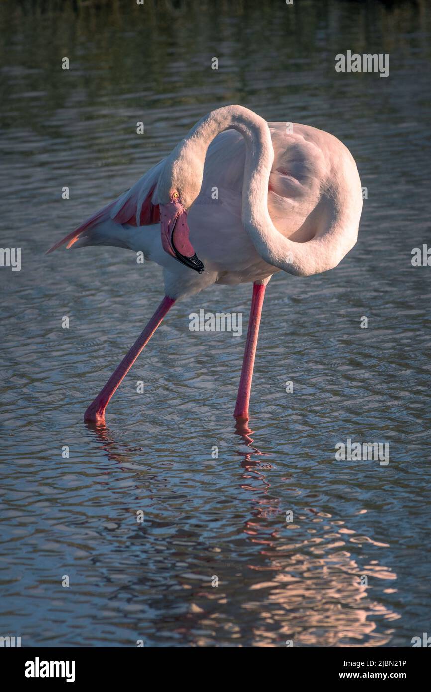 Gros plan d'un grand Flamingo (Phoenicopterus roseus) en Camargue, Bouches du Rhône, Sud de la France Banque D'Images