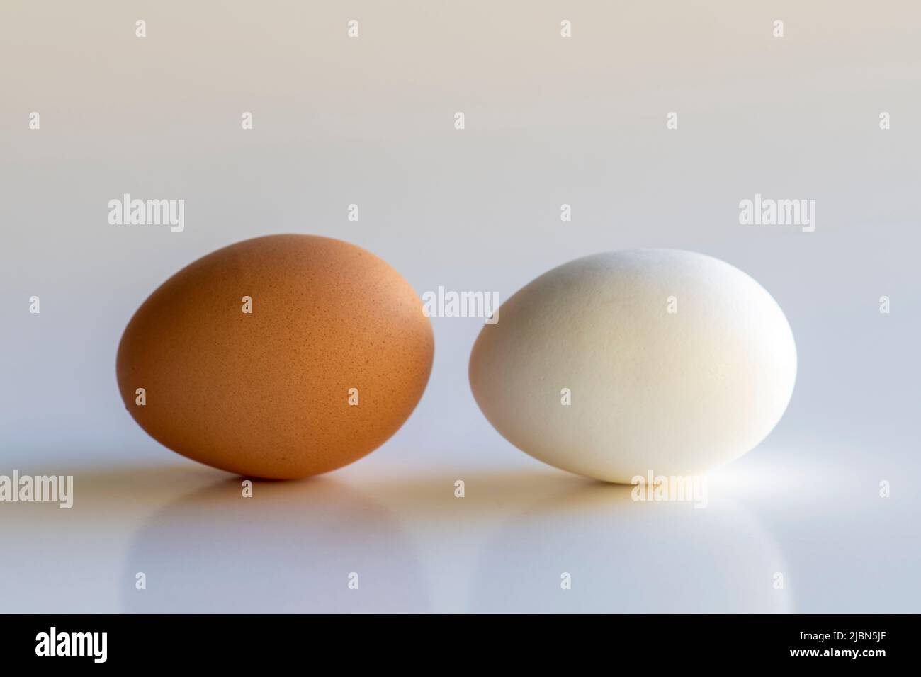 Comparaison d'un œuf blanc et d'un œuf brun sur fond blanc. Banque D'Images