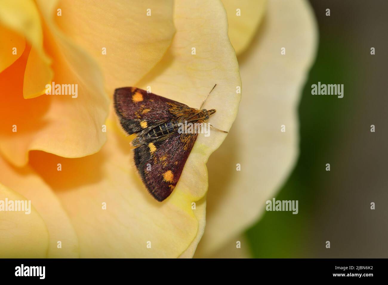 Moth à la menthe (pyrausta aurata) sur une rose de jardin Banque D'Images