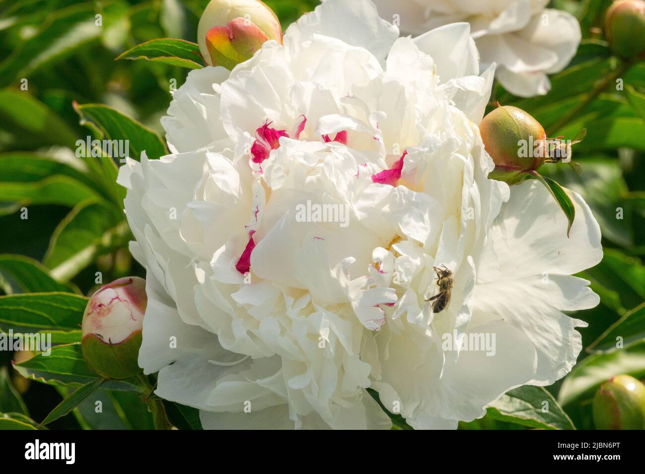 Pivoine de jardin de fleurs blanches, belle, Bloom, Paeonia lactiflora, pivoine de fleurs blanches parfumée 'Lady Darmouth' Banque D'Images