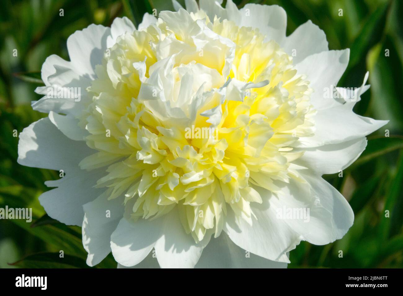 Fleur blanche avec une touche de jaune au milieu Paeonia lactiflora 'Sulphurea', pivoine blanche Chinois Piony White Banque D'Images