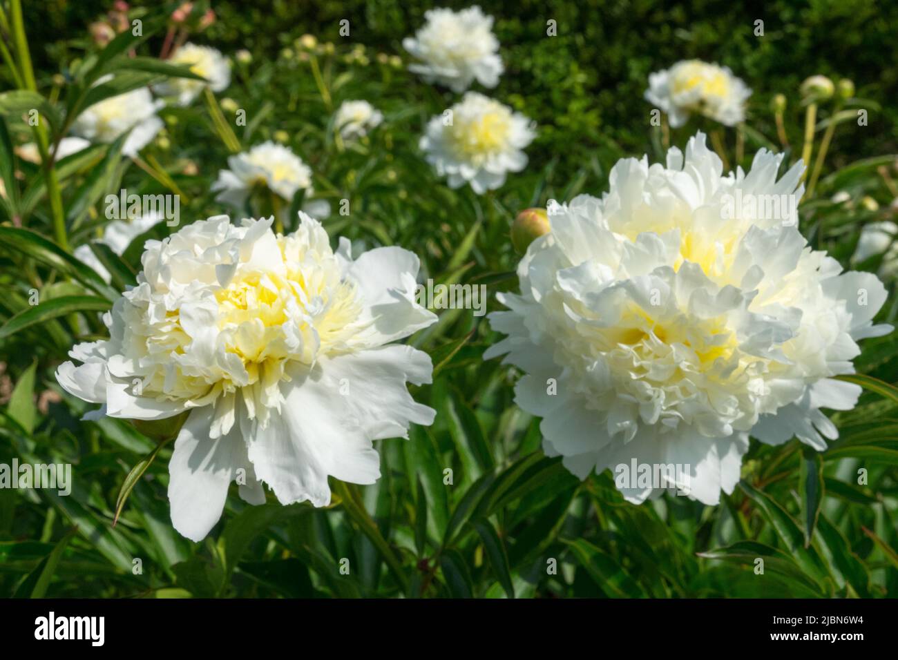 Fleurs blanches avec une touche de jaune au milieu Paeonia lactiflora 'sulphurea', pivoine Peonies fleurit fin mai Banque D'Images