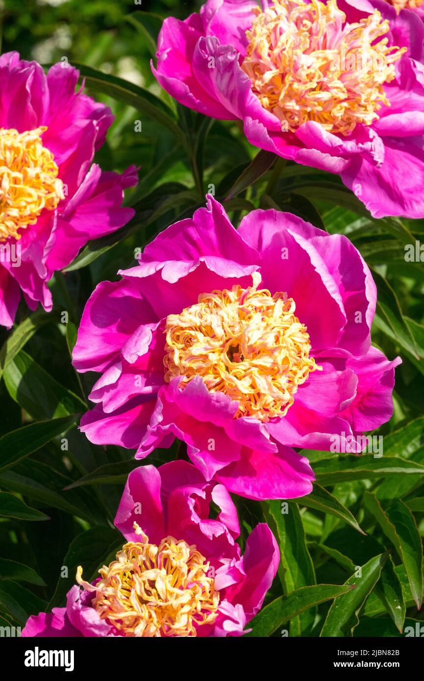 Violet, pivoine 'Akashigata', fleurs, fleurs, Paeonia lactiflora, Nice, Peonies, Blossoms Banque D'Images