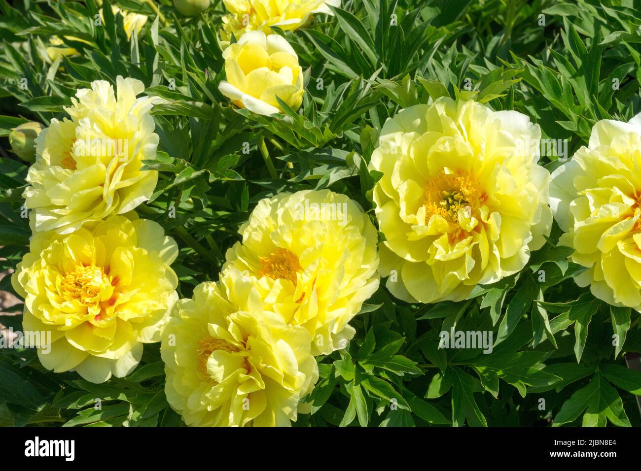 Peony Bartzella, Itoh, Peony, intersectionnel, Paeonia, Jaune, pivoines, dans le jardin Banque D'Images