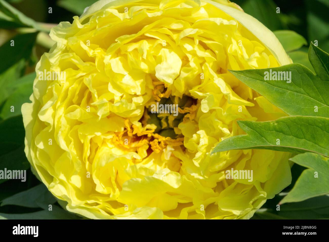 Fleur unique Itoh Peony hybride intersectionnel Paeonia 'Yellow Crown' Grande fleur tête Bloom Peony Yellow Crown floraison Peonies fleurit attrayant Banque D'Images