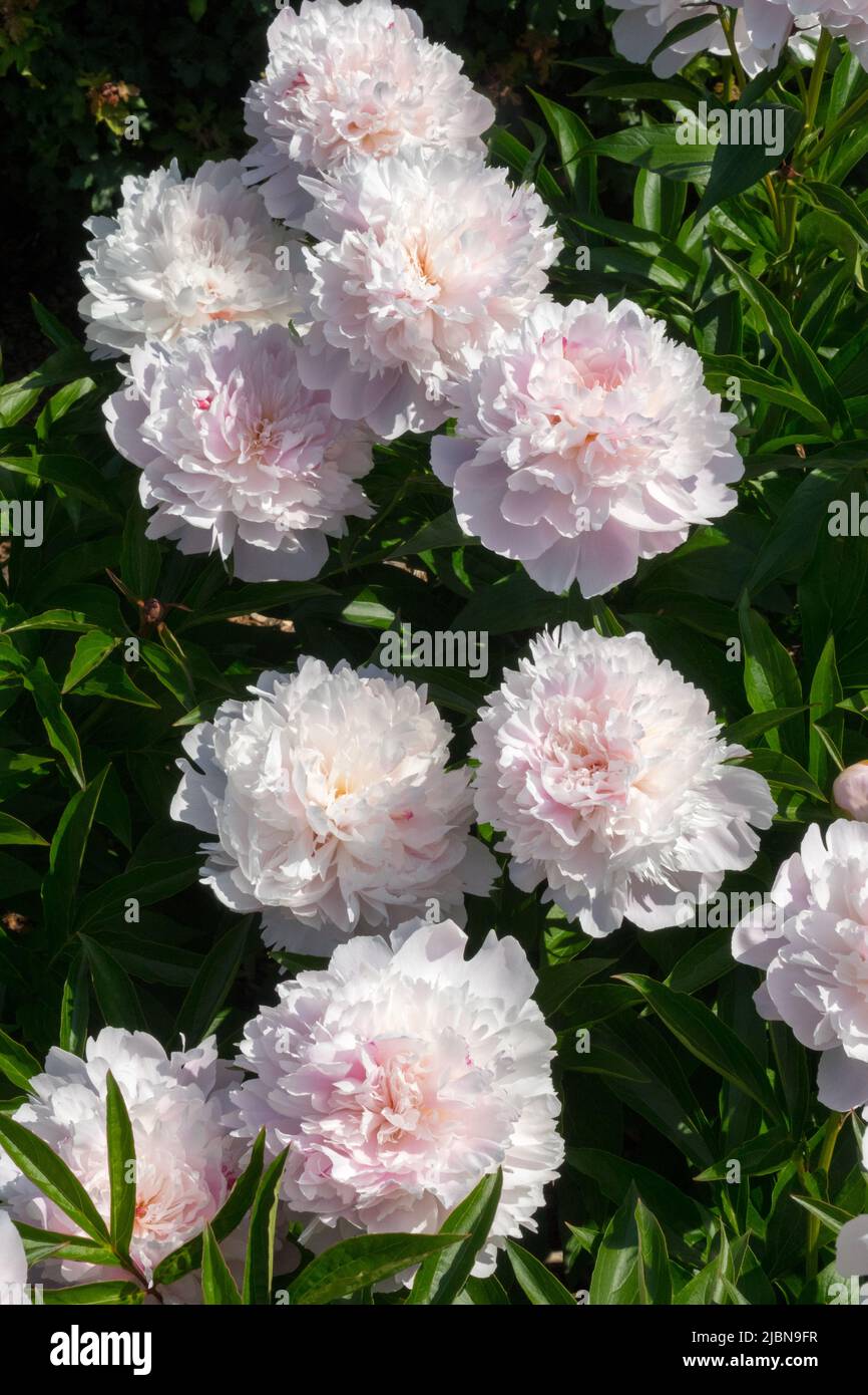 Paeonia lactiflora 'Immaculee' pivoines fleurs pivoines herbacées dans le jardin Banque D'Images