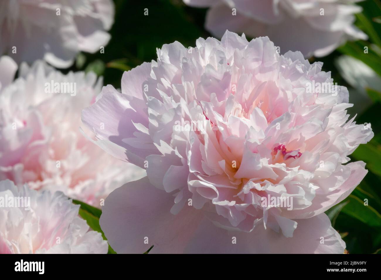 Fleurs blanches parfumées Banque de photographies et d'images à haute  résolution - Alamy