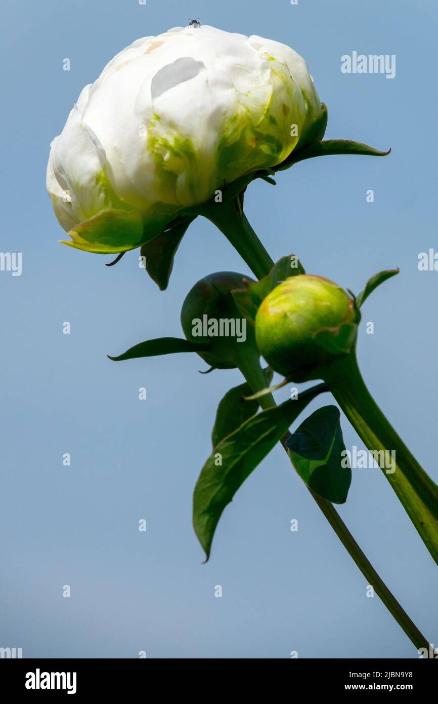 Paeonia, Bud, blanc, Paeonia lactiflora, Fleur, Budding, Peony 'maintenant Cloud', Peonies Banque D'Images