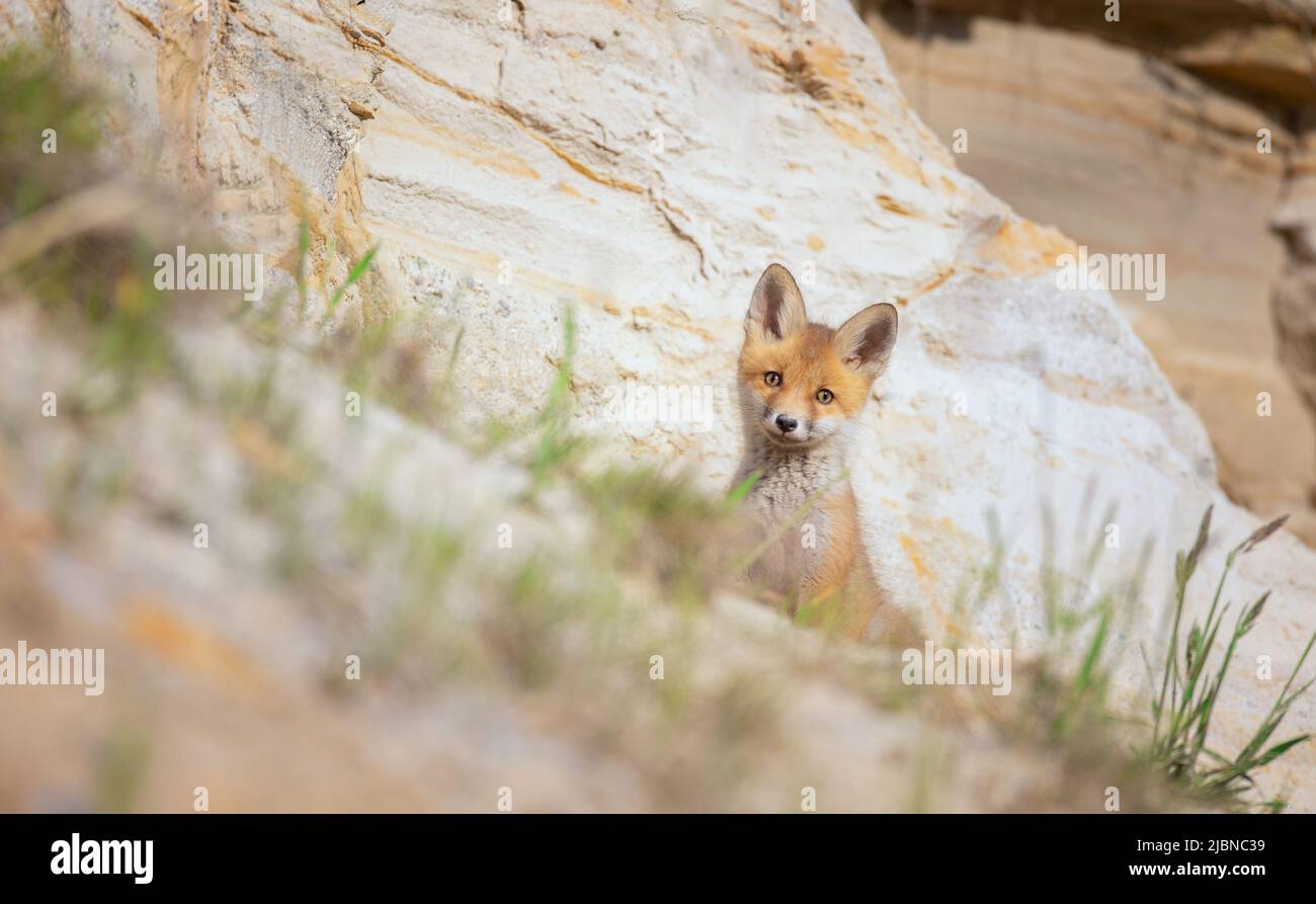 Le renard mignon Vulpes vulpes cub a grimpé hors de la terrier et regarde autour, la meilleure photo. Banque D'Images