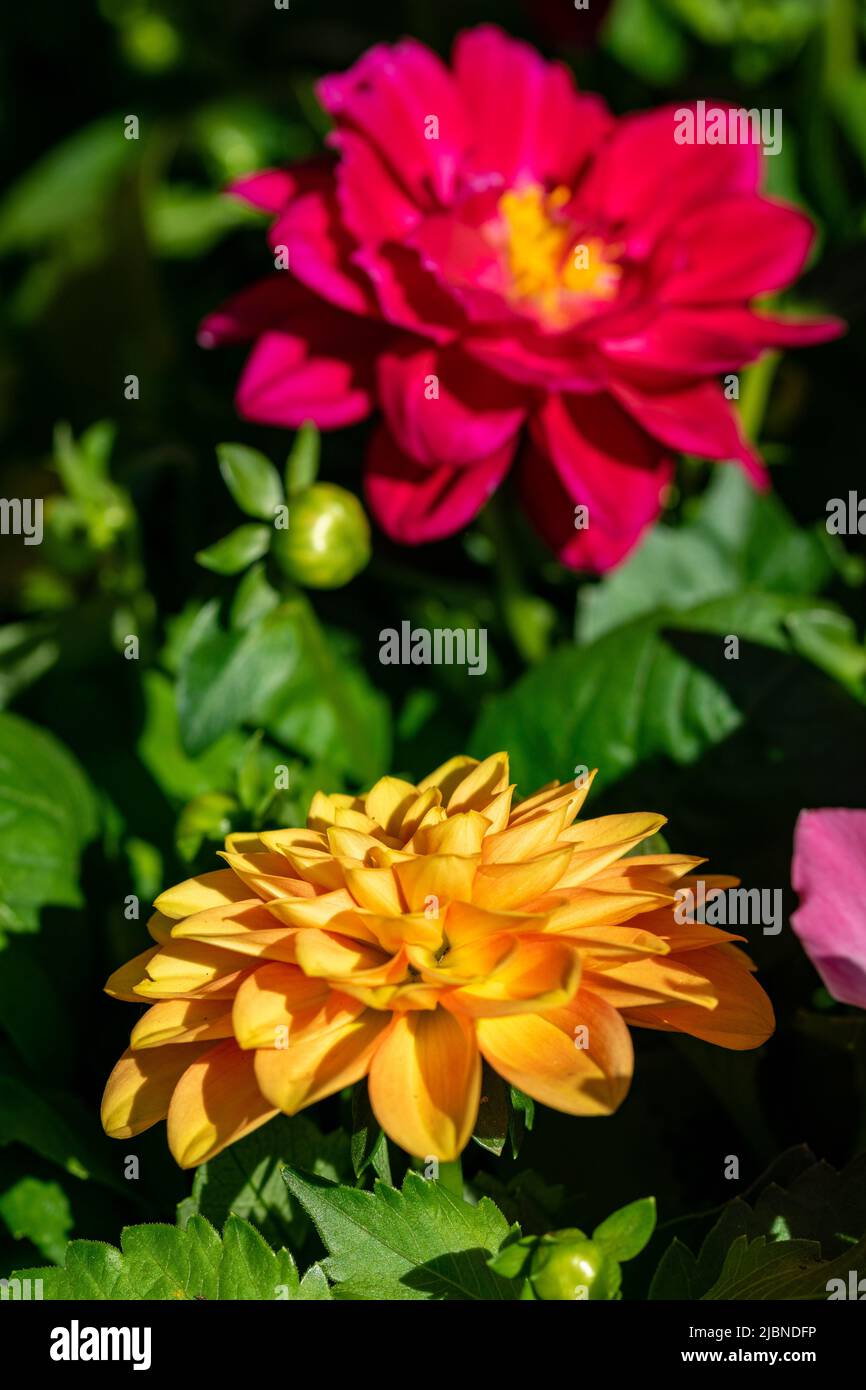 Une paire de fleurs fleuries d'une paire de plantes en pot en vente sur un marché local à Marbella Banque D'Images