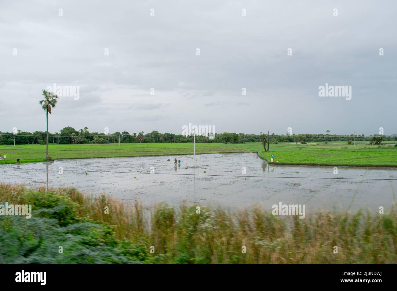 Vue sur un rizières indien rempli d'eau Banque D'Images