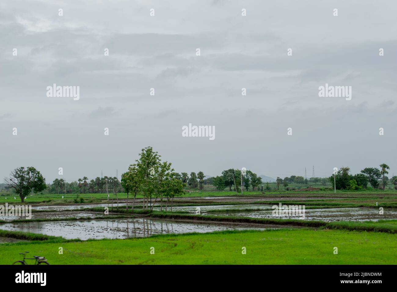 Vue sur un rizières indien rempli d'eau Banque D'Images