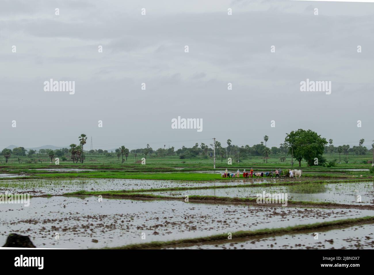 Agriculteurs travaillant sur un champ de paddy en Inde. Concept - Agriculture. Banque D'Images