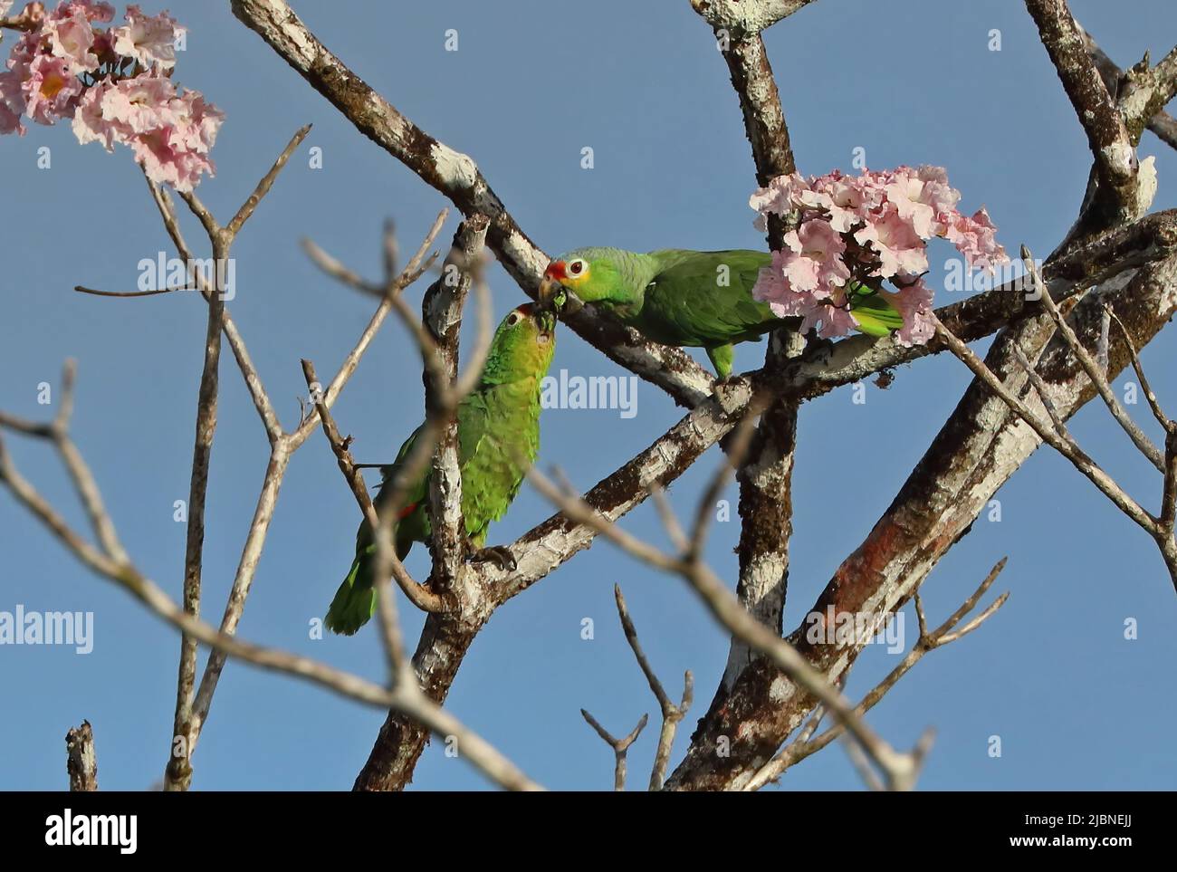 Amazone rouge-lored (Amazone autumnalis salvini) paire de marraines nourrissant dans l'arbre à fleurs Costa Rica Mars Banque D'Images