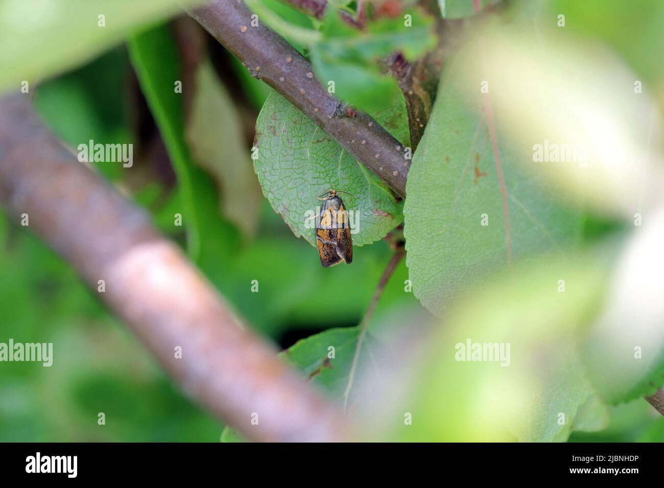 Teth tortrix à brindivis - Ptycholoma lecheana sur une feuille de prune. Banque D'Images