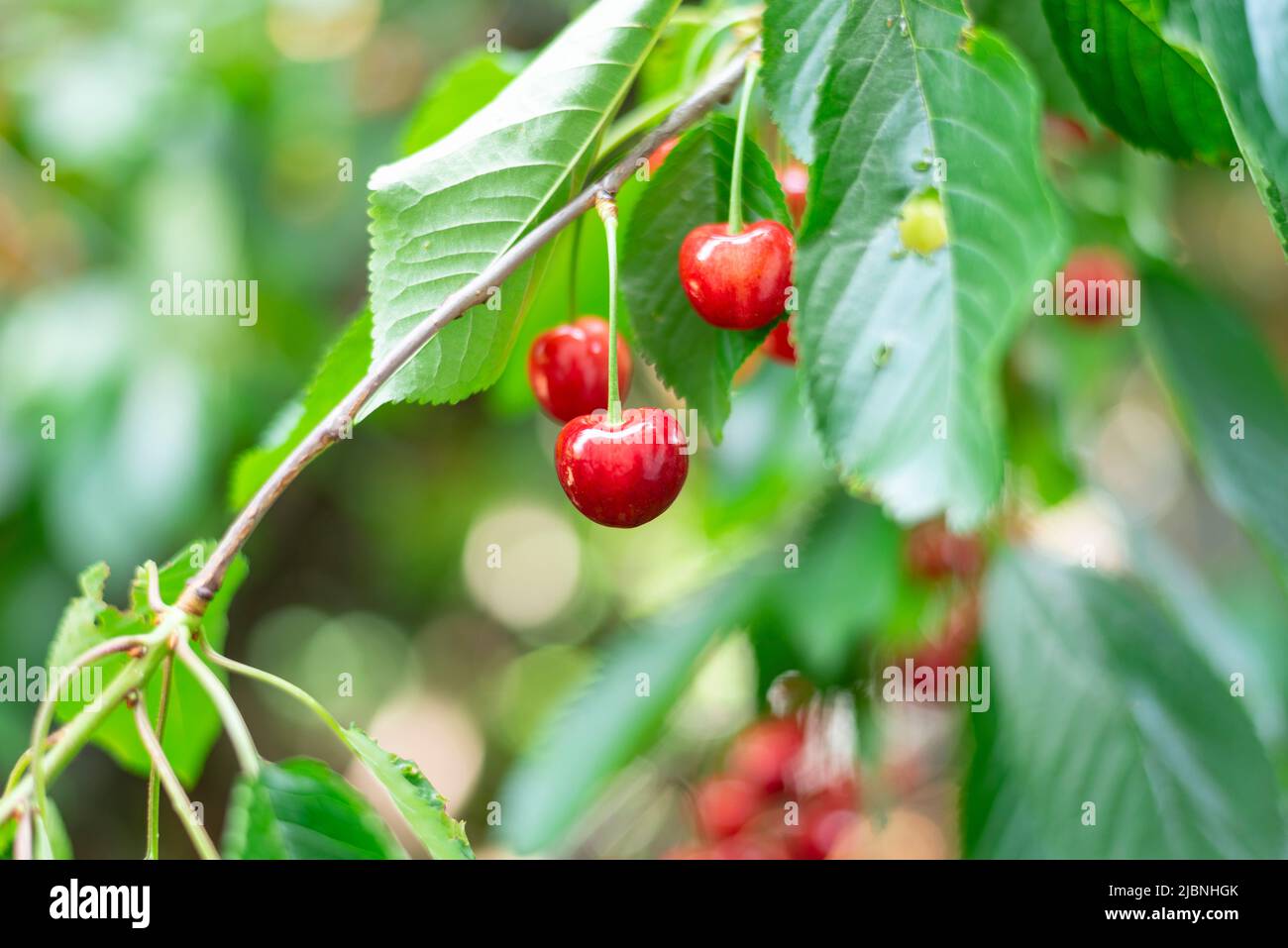 Branche de cerises mûres délicieuses et sucrées sur un arbre dans un jardin Banque D'Images