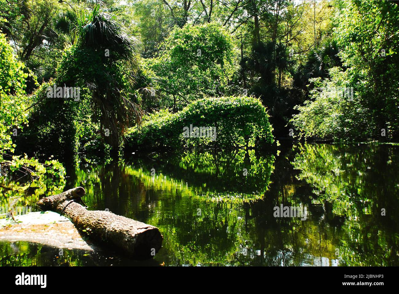 Nature de la rivière Rock Springs dans les marécages Kelly Park Central Florida Banque D'Images