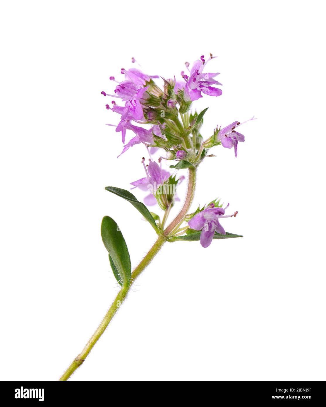 Fleurs de thym sauvage, isolées sur fond blanc. Brins de thymus serpyllum en fleurs Banque D'Images