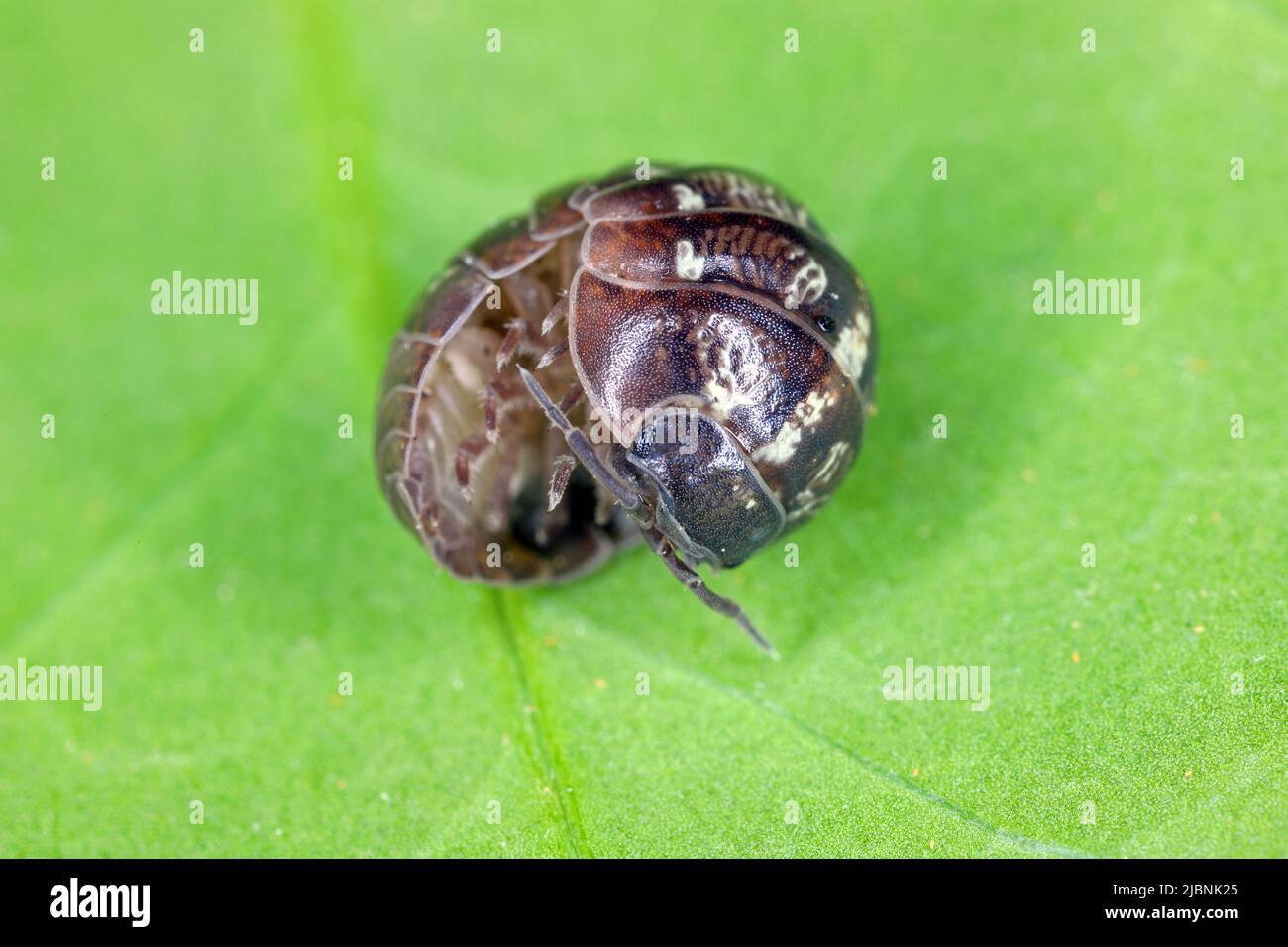 Gros plan d'une espèce de woudlase, Porcellio spinicornis. Banque D'Images