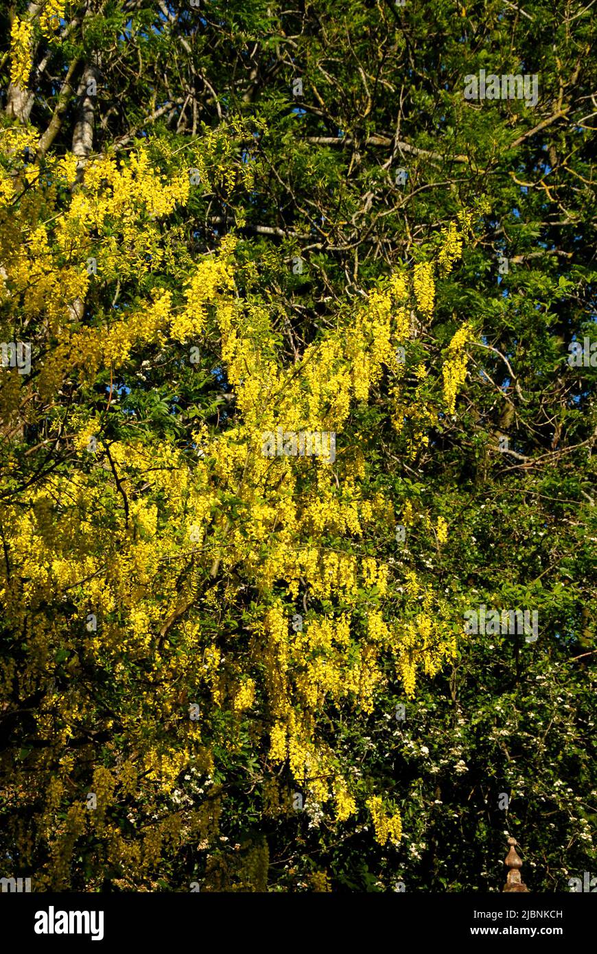 Le printemps jaune vif fleurit sur un arbre de Laburnum Banque D'Images