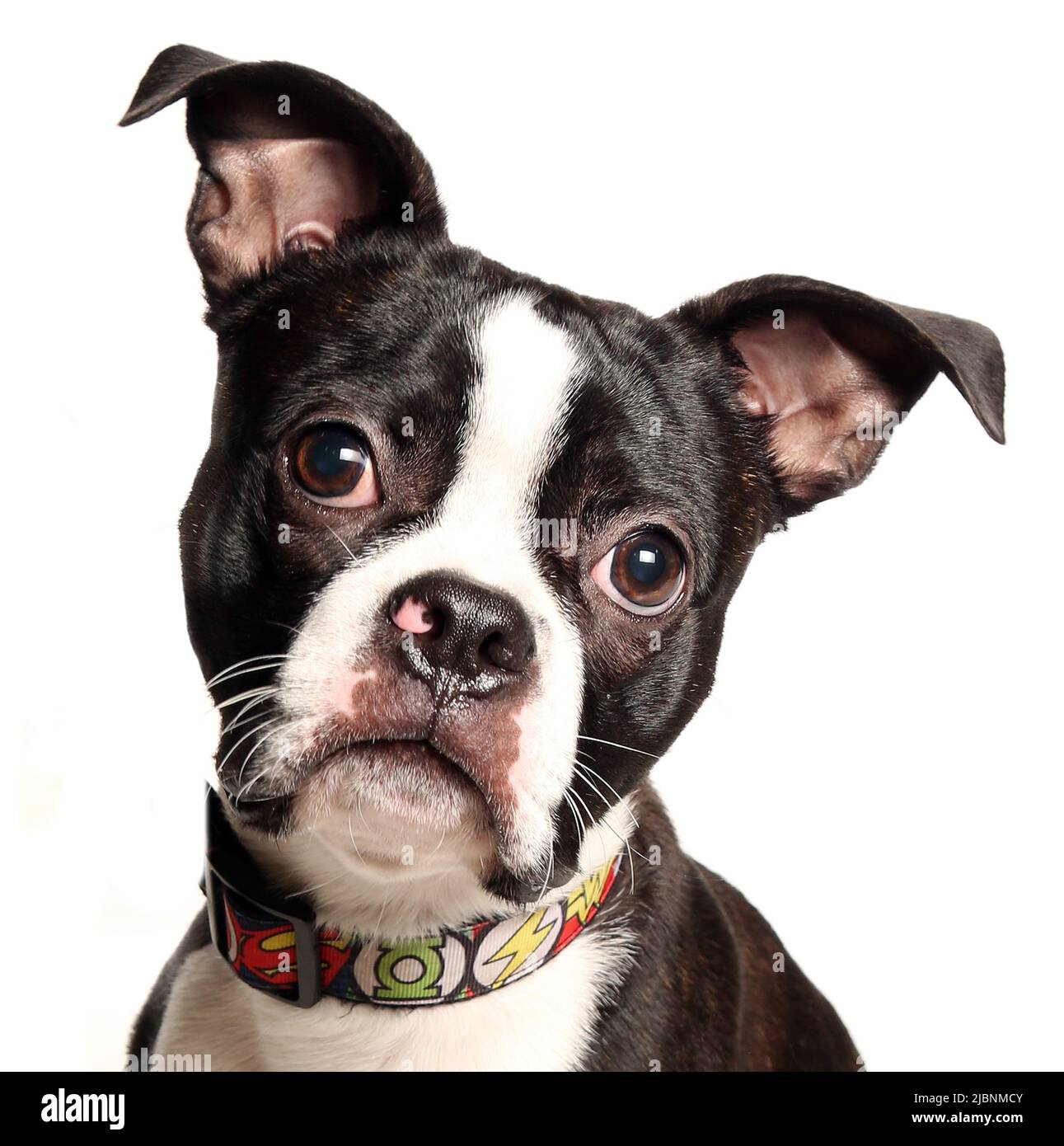 Portrait de chien chiot Boston terrier isolé sur blanc Banque D'Images