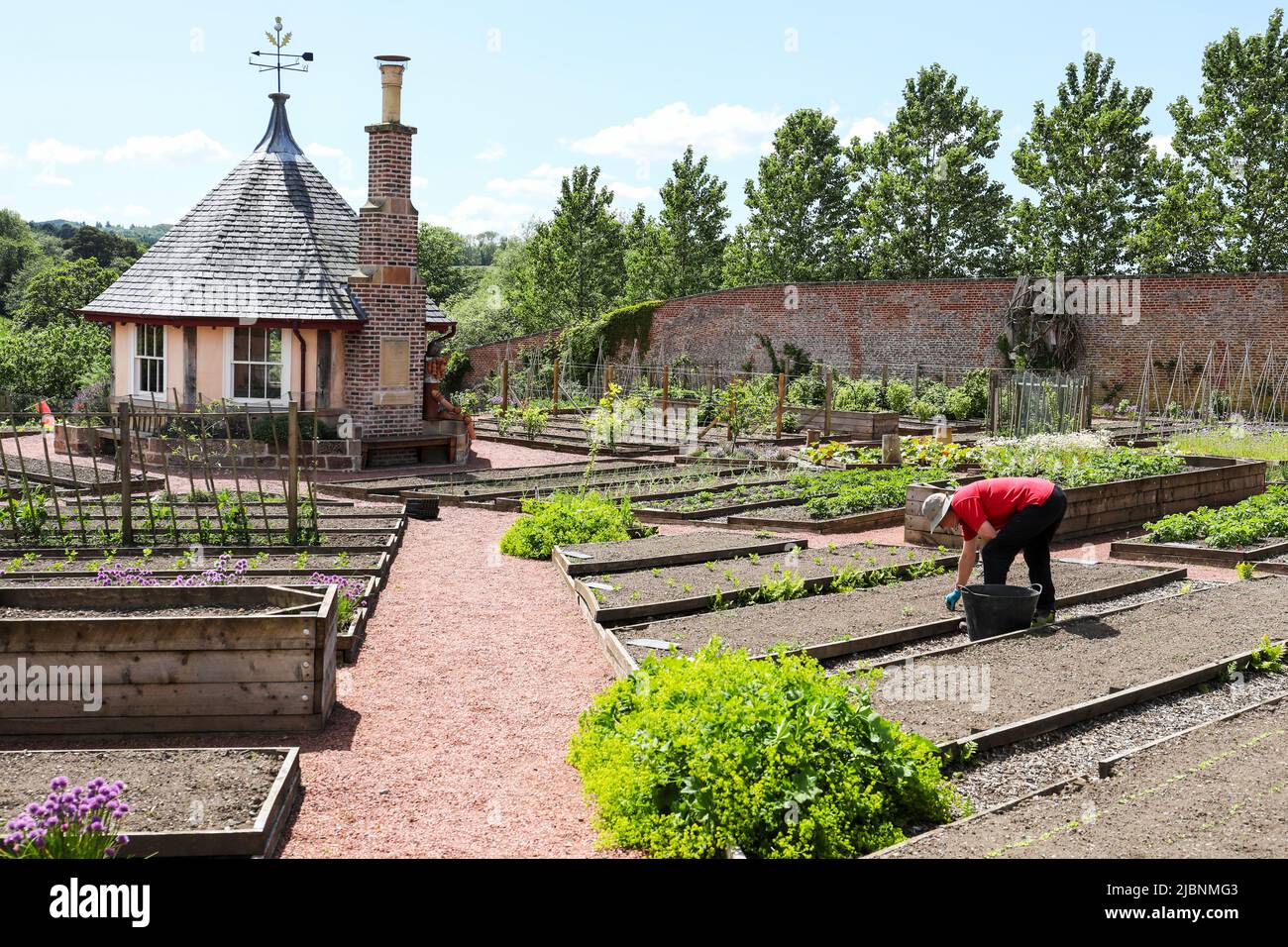 Jardinier travaillant sur les lits de légumes au jardin clos de Dumfries House, près de Cumnock, Ayrshire, Écosse, Royaume-Uni Banque D'Images