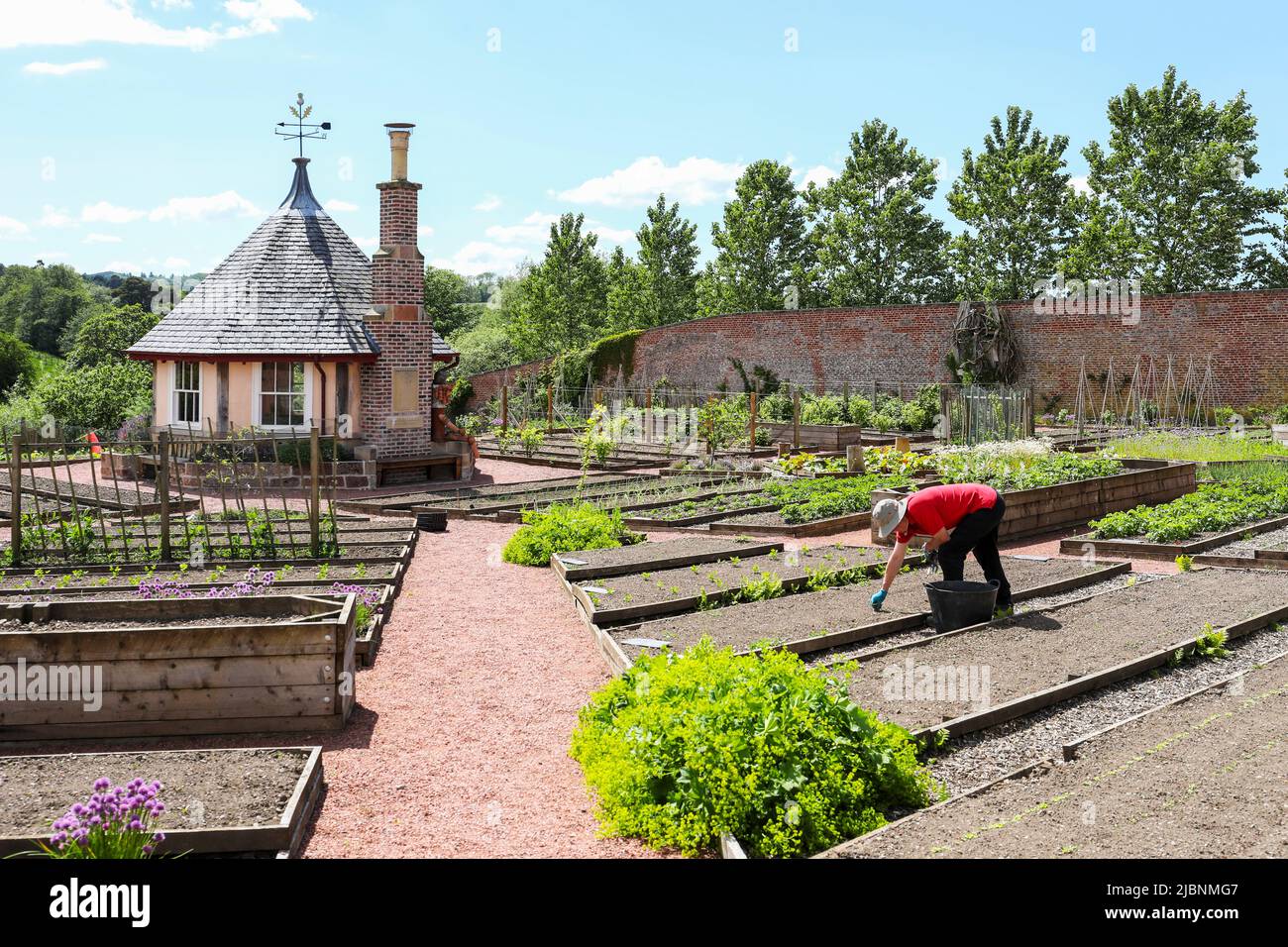 Jardinier travaillant sur les lits de légumes au jardin clos de Dumfries House, près de Cumnock, Ayrshire, Écosse, Royaume-Uni Banque D'Images