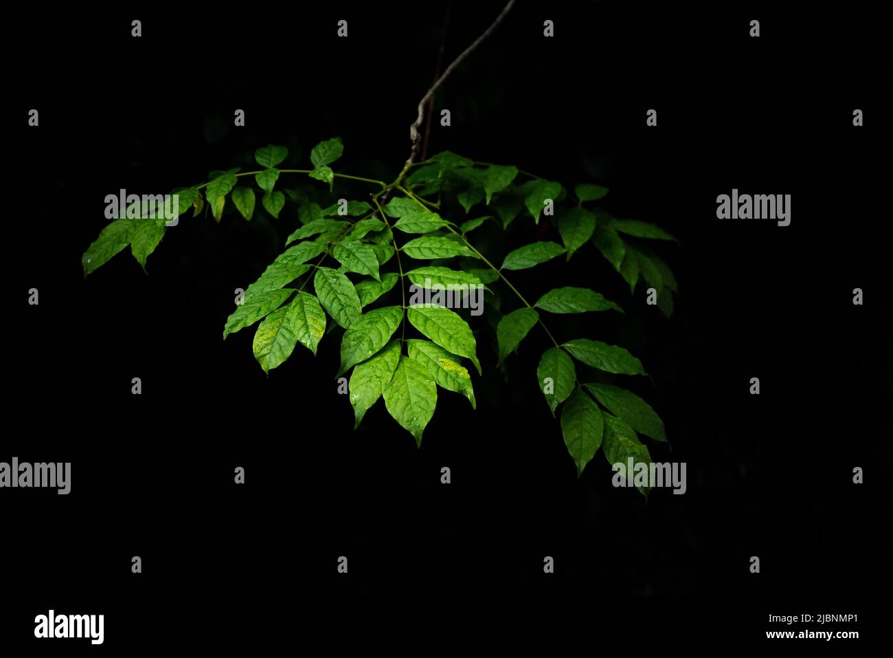 Branche de wisteria avec feuilles isolées (arrière-plan) Banque D'Images