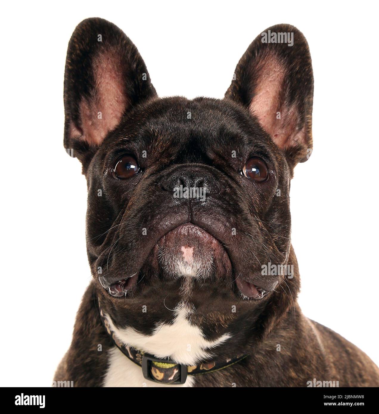 Portrait de bulldog français isolé sur fond blanc Banque D'Images