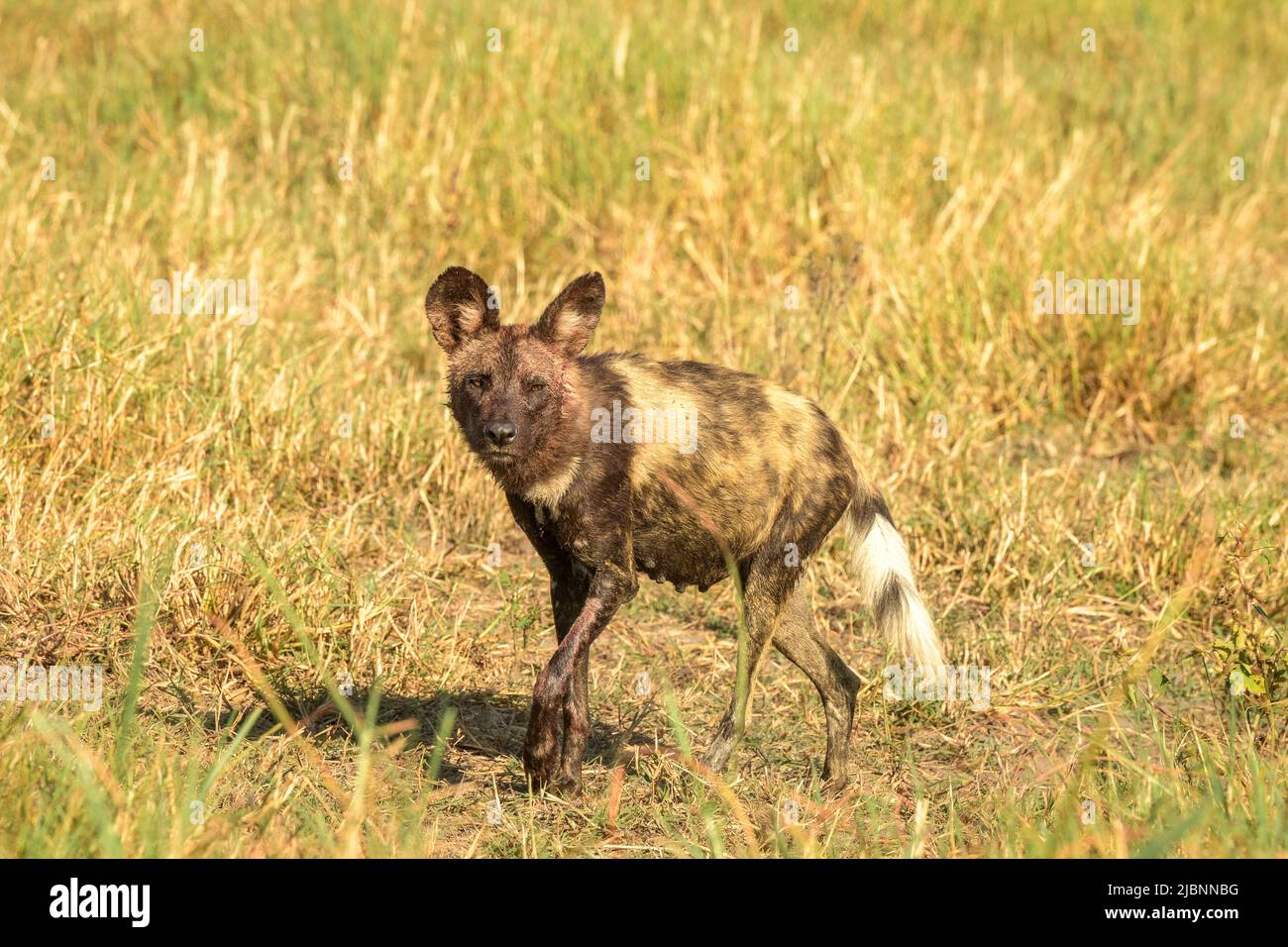 Chien sauvage africain enceinte (Lycaon pictus) dans le delta de l'Okavango, au Botswana, juste après avoir tué un Lechwe rouge (Kobus leche) Banque D'Images