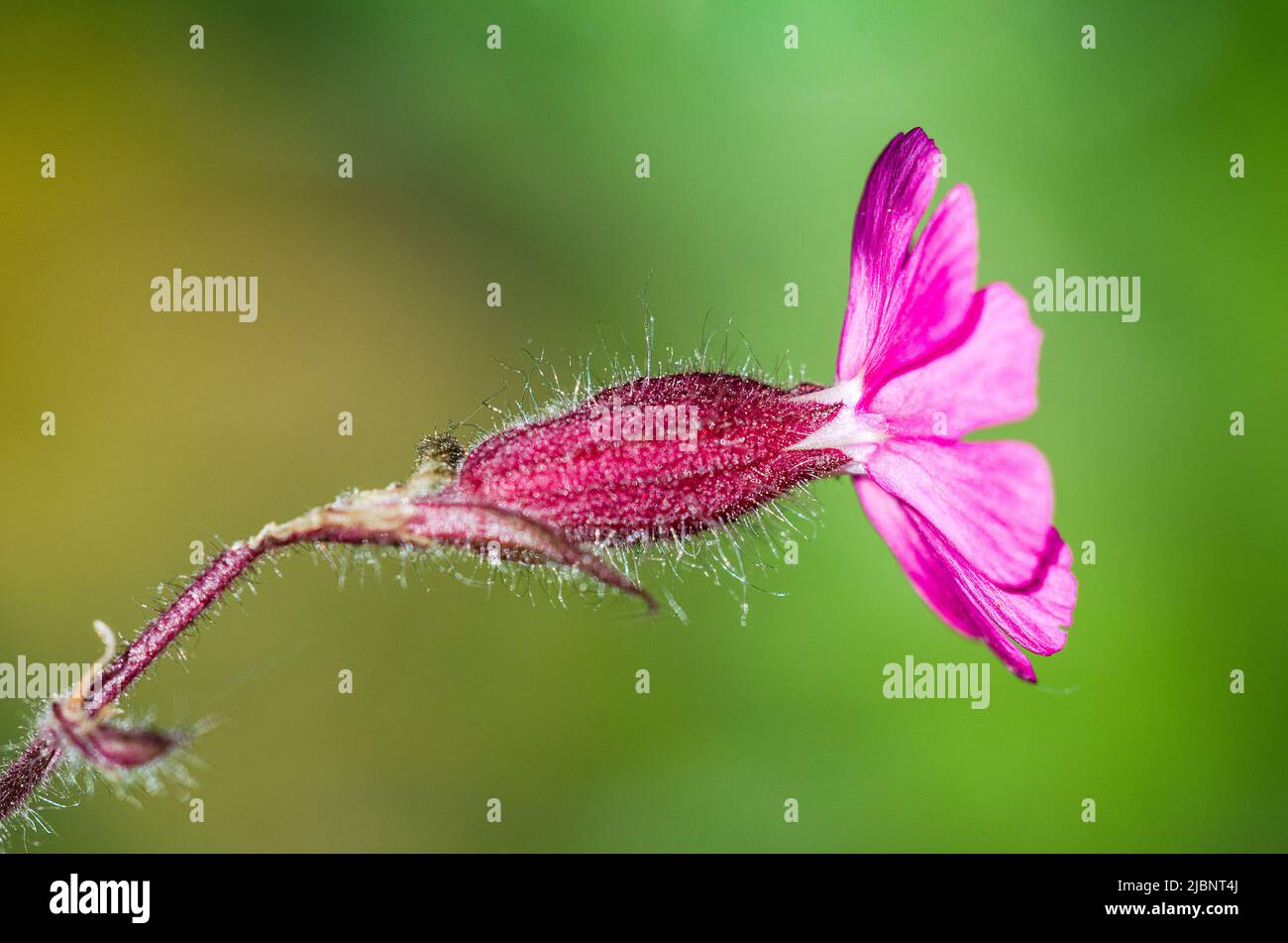 Silene dioica (syn. Melandrium rubrum), connu sous le nom de campion rouge et de mouche rouge, est une plante herbacée à fleurs de la famille des Caryophyllacées. Banque D'Images