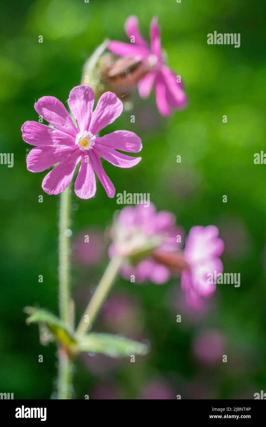 Silene dioica (syn. Melandrium rubrum), connu sous le nom de campion rouge et de mouche rouge, est une plante herbacée à fleurs de la famille des Caryophyllacées. Banque D'Images