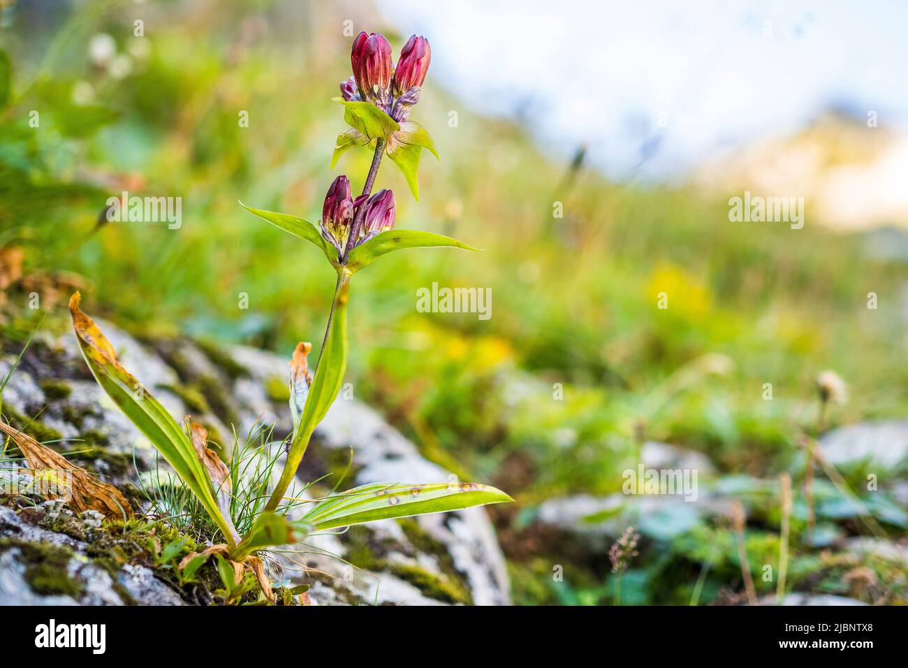 Gentiana purpurea, la gentiane pourpre, est une espèce végétale du genre Gentiana. Fleurs de juillet à août. Banque D'Images