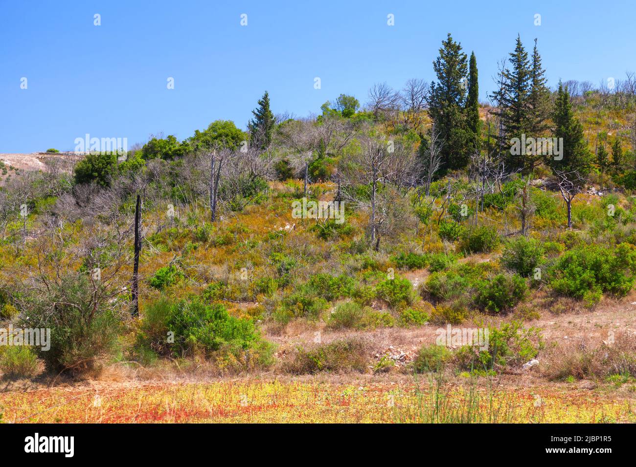 Paysage d'été de Zakynthos, île grecque dans la mer Ionienne Banque D'Images