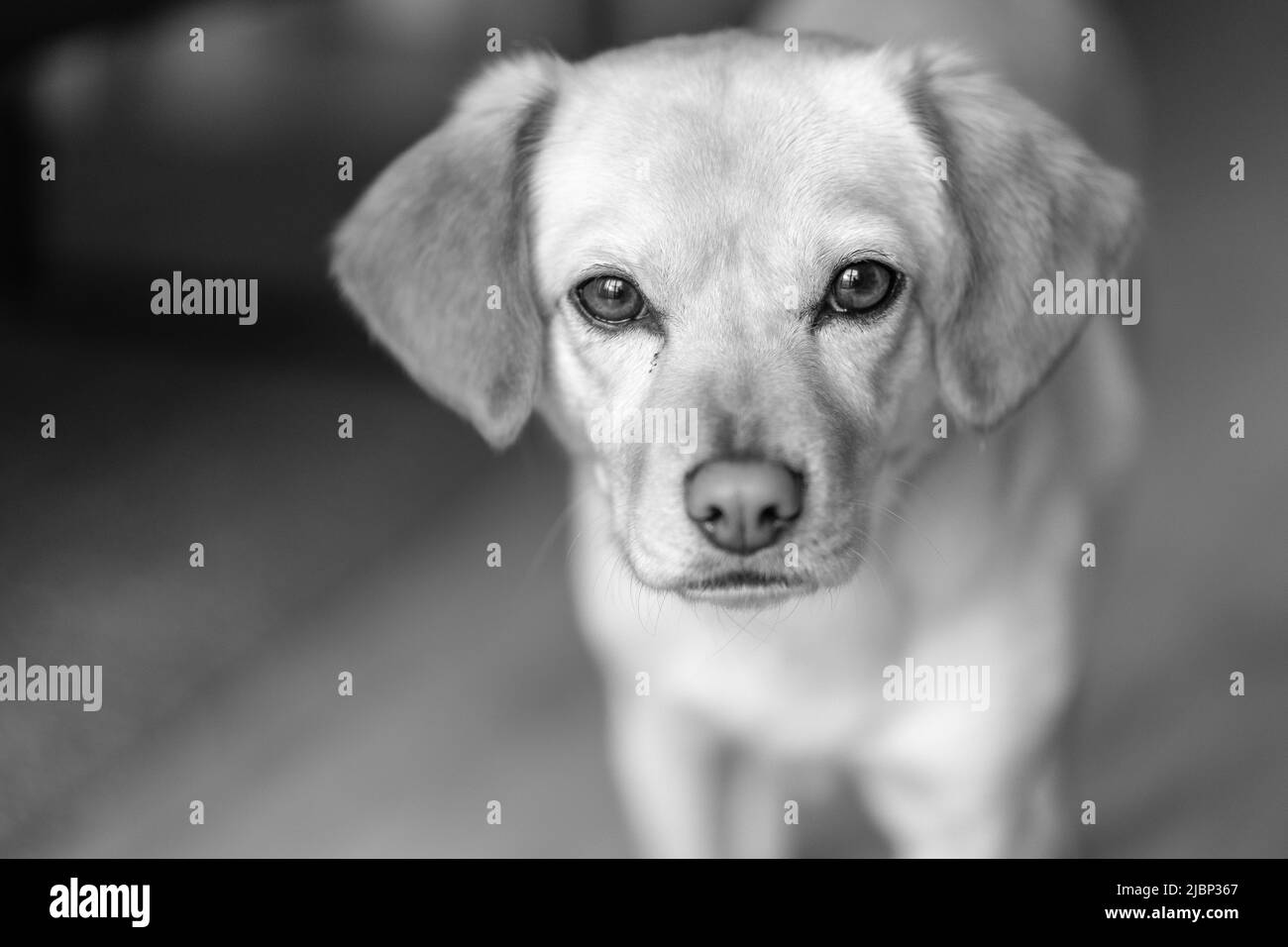 Vue sur un beau mongrel ou un demi-chien en noir et blanc Banque D'Images