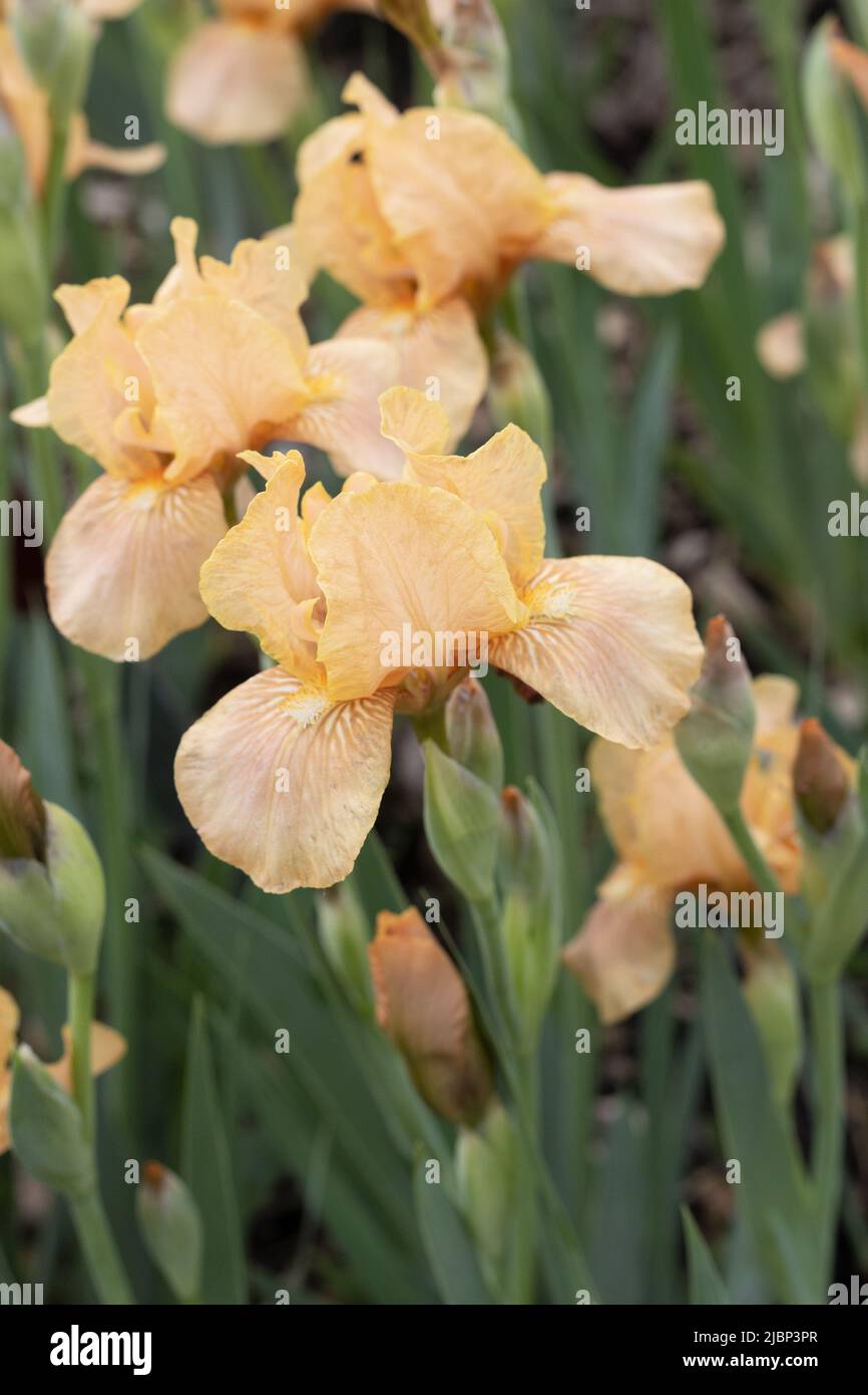 Iris 'Apricot Drops' miniature grand iris barbu. Banque D'Images