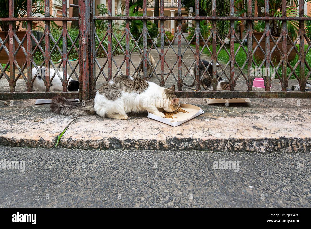 Chats abandonnés vus dans un endroit privé. Ville de Salvador dans l'État brésilien de Bahia. Banque D'Images