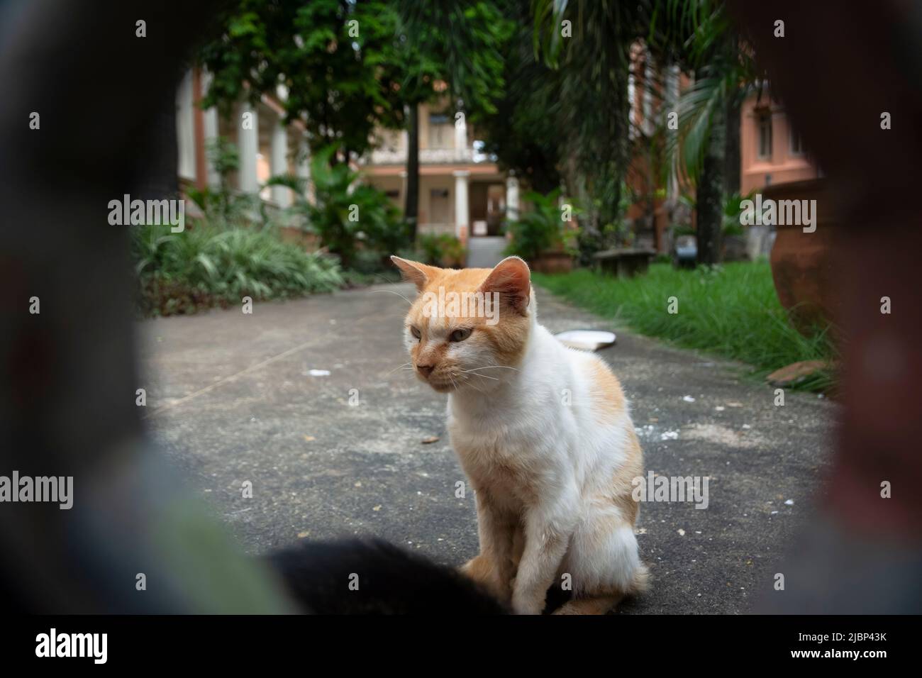 Chat abandonné vu sur la rue Pelourinho. Ville de Salvador dans l'État brésilien de Bahia. Banque D'Images