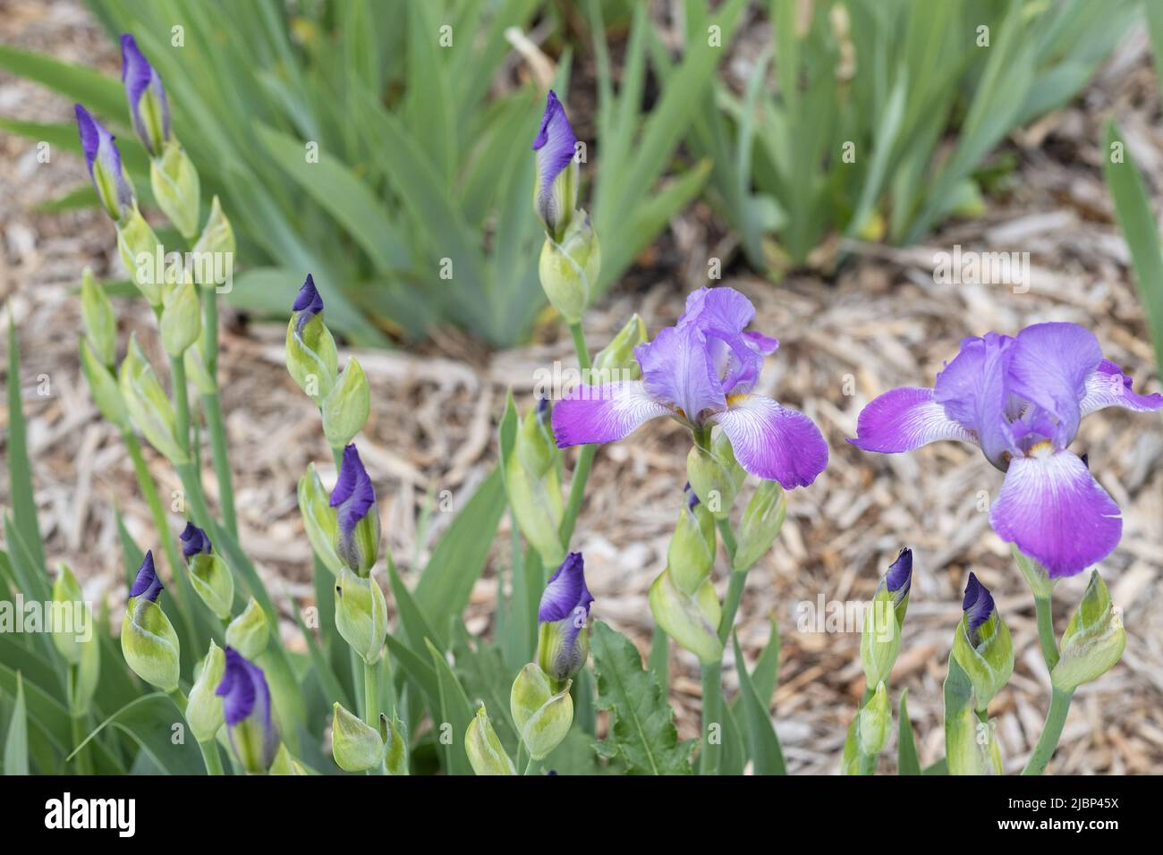 Iris 'slim Jim' miniature grand iris barbu. Banque D'Images