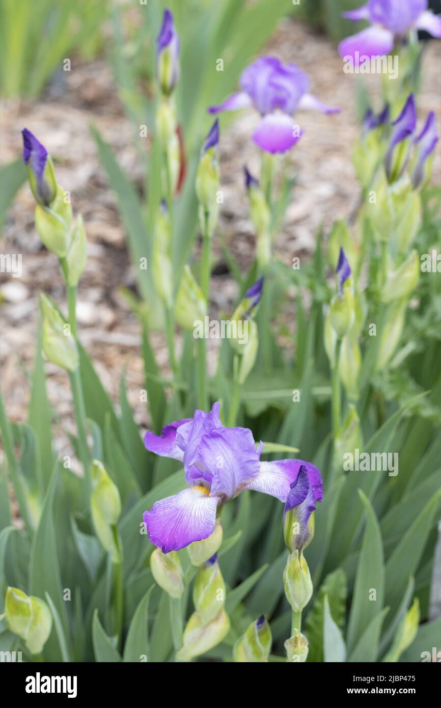 Iris 'slim Jim' miniature grand iris barbu. Banque D'Images
