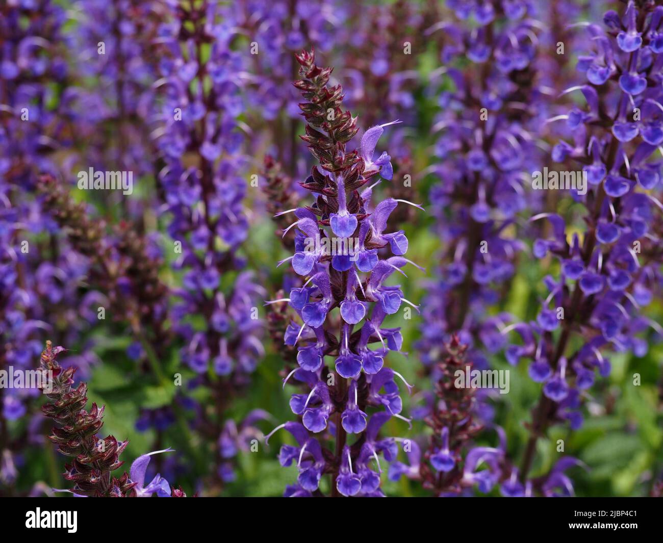 Jolies fleurs pourpres d'une sauge (Salvia nemorosa) dans un jardin à Springtime à Ottawa, Ontario, Canada. Banque D'Images