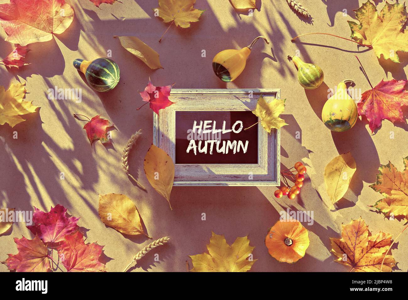 Texte Hello Autumn sur tableau noir, tableau à craie. Sécher les feuilles de chute et les citrouilles sur fond de carton. Banque D'Images