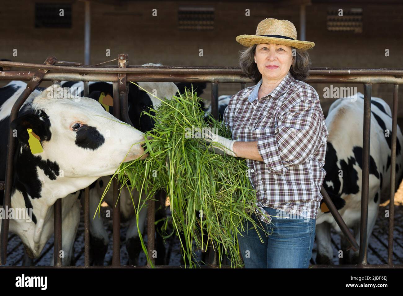 Agricultrice adulte travaillant dans une ferme laitière, nourrissant des vaches Banque D'Images Agricultrice adulte travaillant dans une ferme laitière, nourrissant des vaches Banque D'Images
