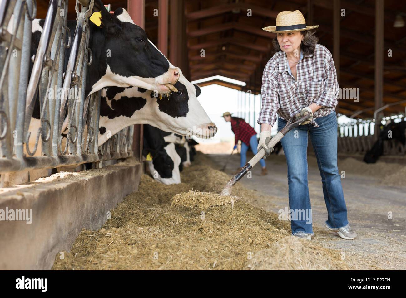 Agricultrice adulte travaillant dans une ferme laitière, nourrissant des vaches Banque D'Images Agricultrice adulte travaillant dans une ferme laitière, nourrissant des vaches Banque D'Images