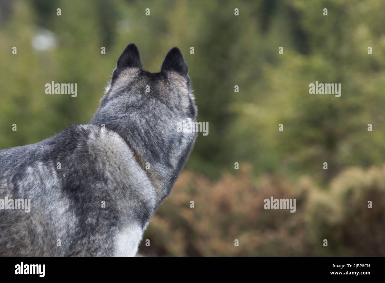 Portrait en gros plan de la tête arrière du jeune Husky sibérien gris et blanc Banque D'Images