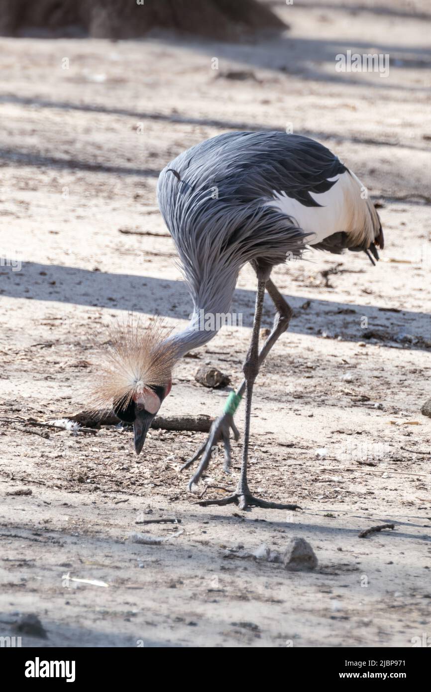 Grue à couronne grise (balearica regulorum) marchant et mangeant avec un arrière-plan flou. Oiseau également connu sous le nom de grue couronnée africaine, grue à crête dorée. V Banque D'Images